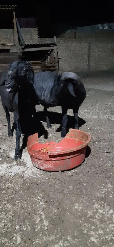 Qòchqorlar sotiladi 4