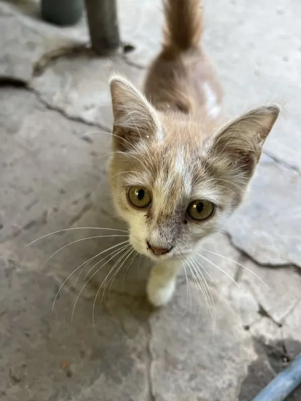 Хороший, умный, котёнок 2 Хороший, умный, котёнок 2