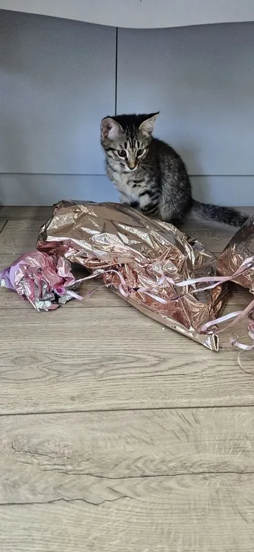 Котенок мальчик 2 месяца — фото 2