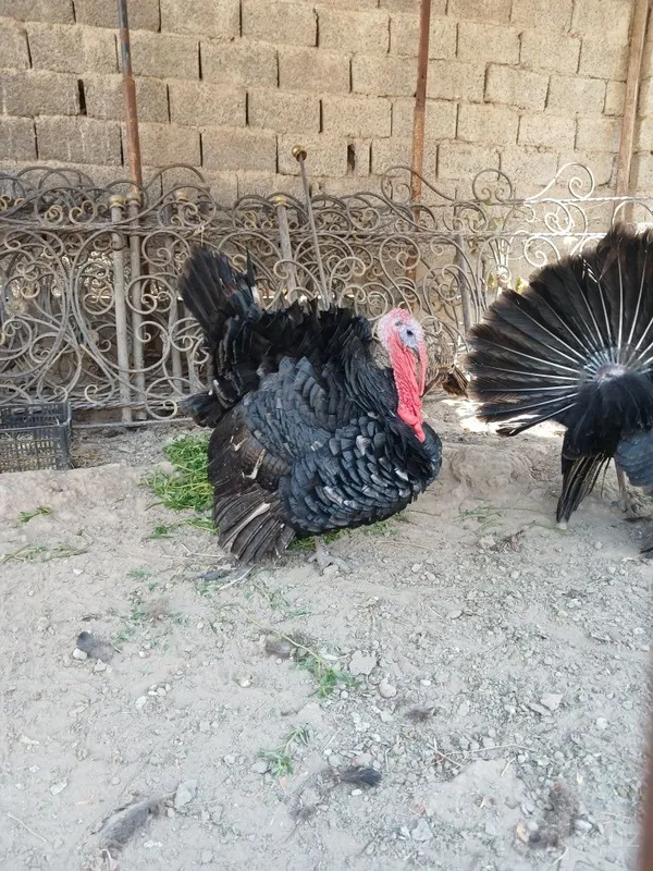 Kurka sotiladi ozim ochirganman 2ta xoroz 1ta tovuq maqtash keremas 3 Kurka sotiladi ozim ochirganman 2ta xoroz 1ta tovuq maqtash keremas 3
