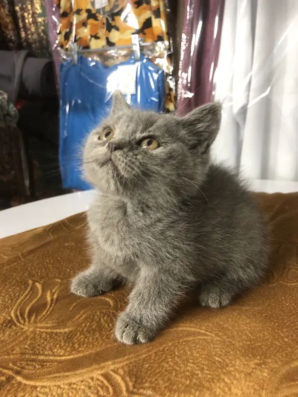 Scottish fold mushuk — фото 1