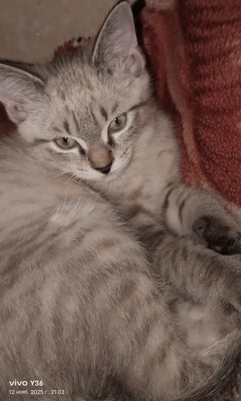 Продаётся котёнок гибрид