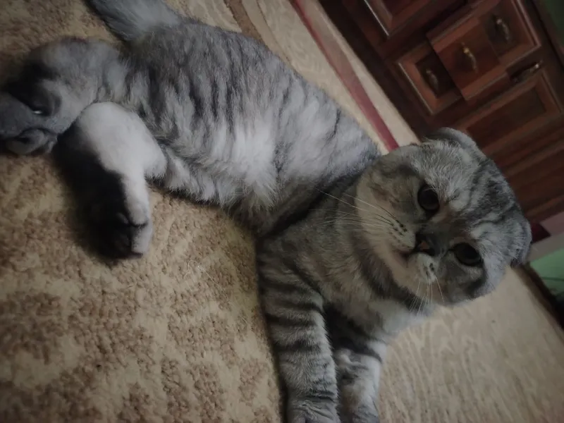 Scottish Fold 1 Scottish Fold 1