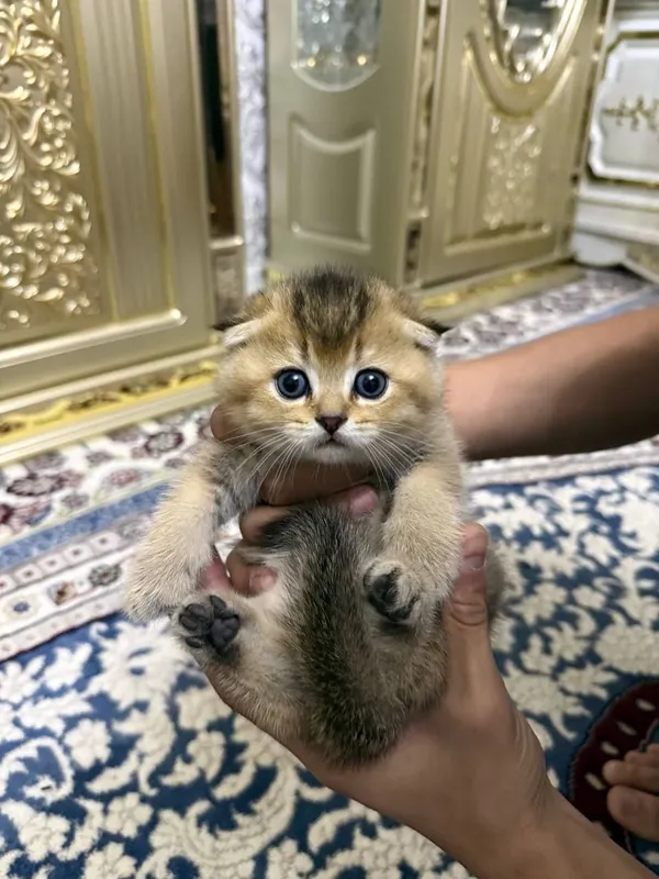 Британский шиншила она 4та боласибилан