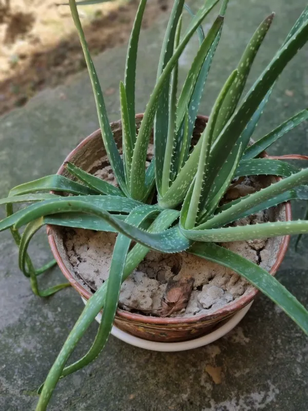 Aloe vera guli. Kosmetika va krem uchun 2