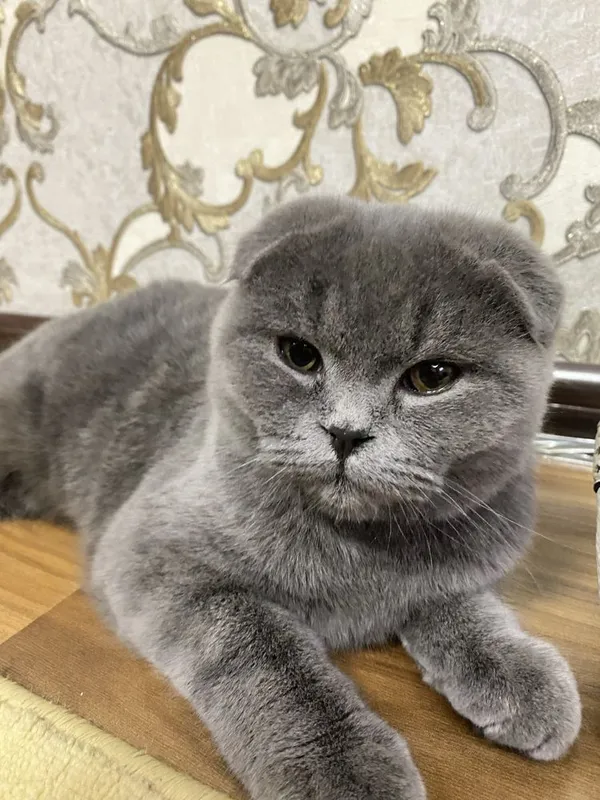 mushuk õyin qaroq