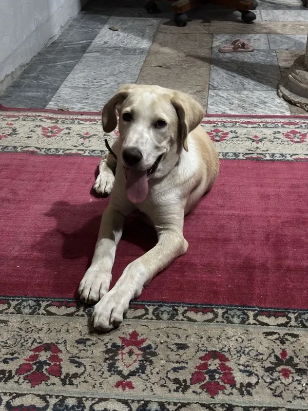 Labrador Retriever sotiladi 2 Labrador Retriever sotiladi 2