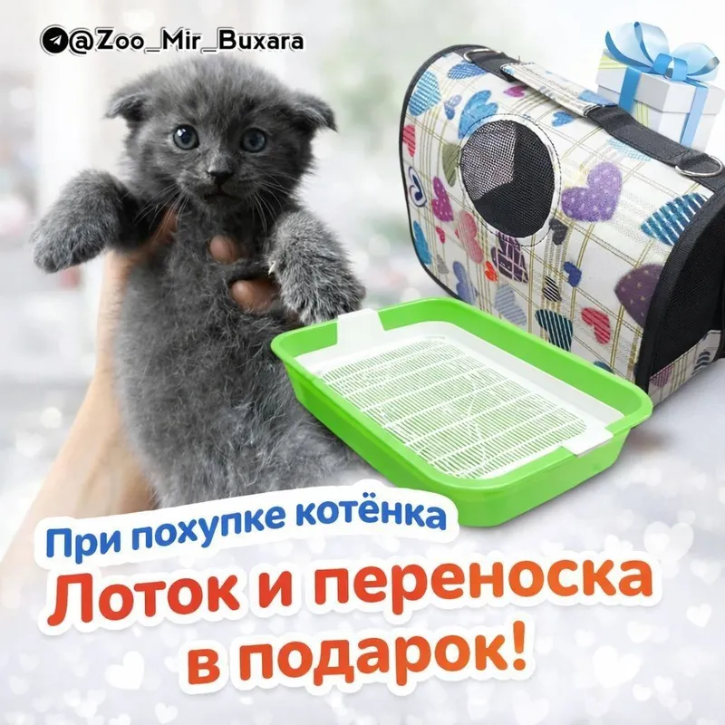 Продаются. Котята