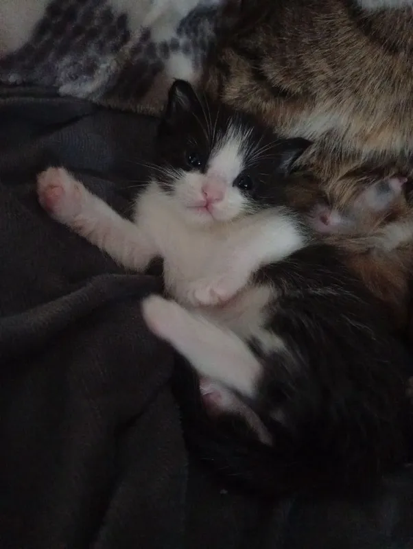 Отдам котят бесплатно — фото 1