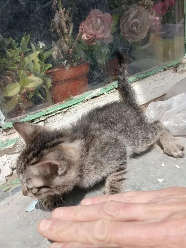 Кошки продаються — фото 2