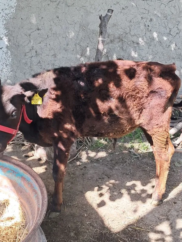 Buqacha arzon narxda