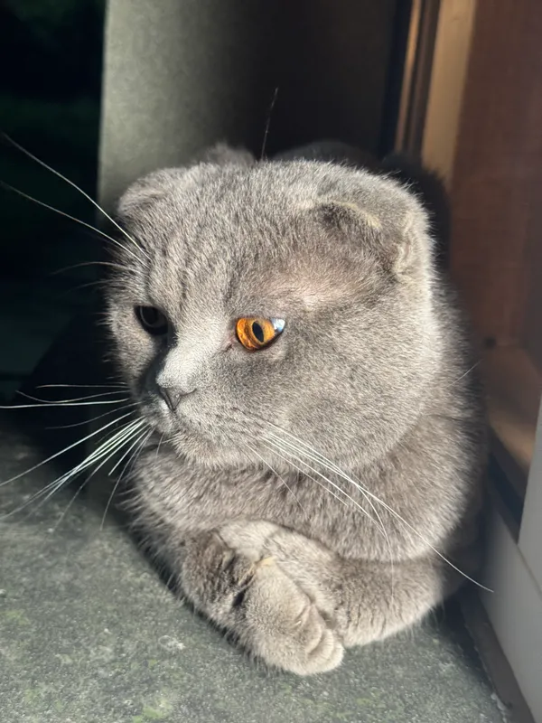 Продаются породистые котята! 8 Продаются породистые котята! 8