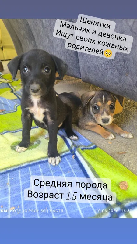 Щенята в добрые руки Щенята в добрые руки