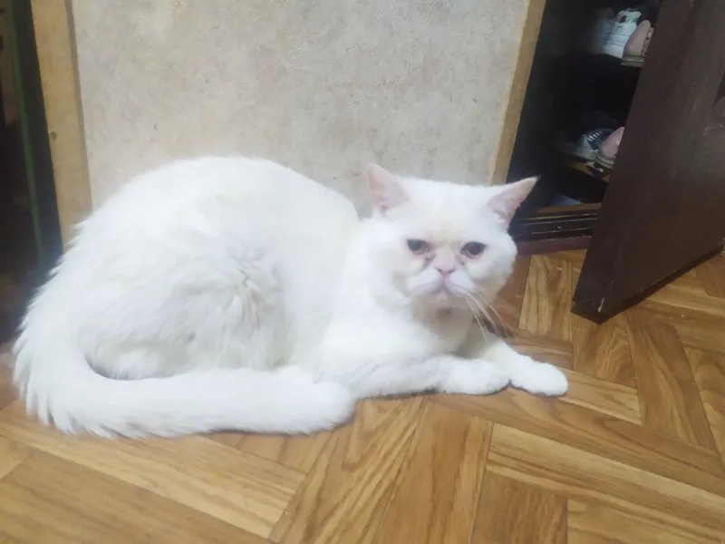Продам котят в возрасте 1,8.Порода мачкины и экзоты. 5 Продам котят в возрасте 1,8.Порода мачкины и экзоты. 5