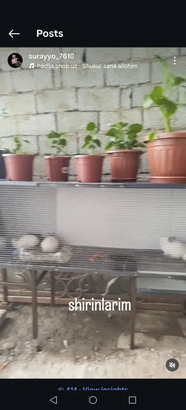 Yahwi va soglom quyonlar 2