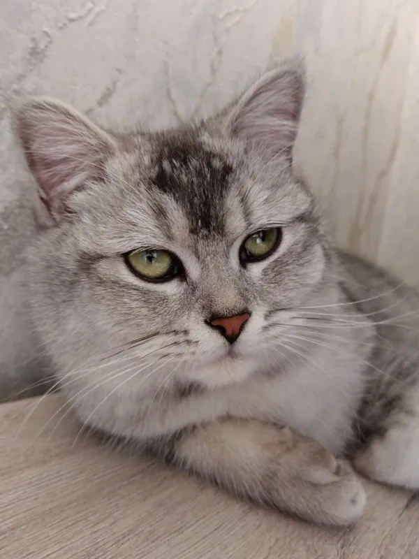 Шикарный британский кот silver tabby для вязки Самарканд — фото 2