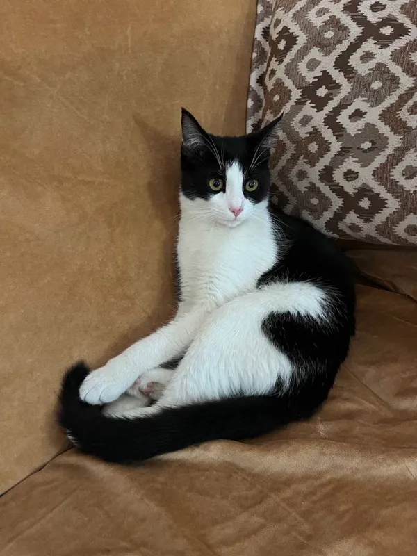 Котенок в добрые руки