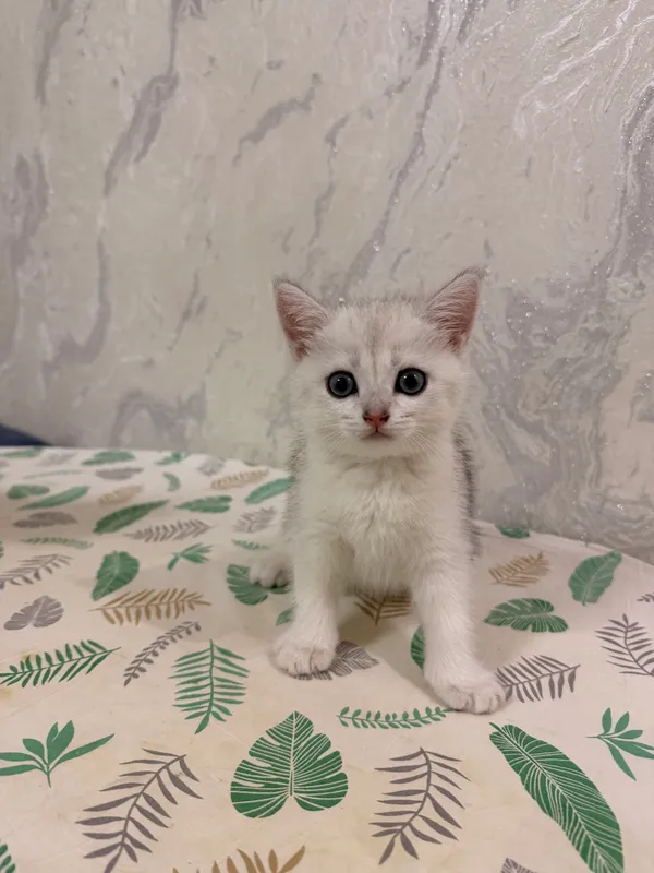 Продаются очаровательные котята Скоттиш-страйт — фото 1