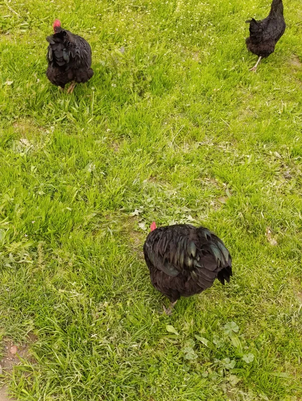 jersi xoʻroz
