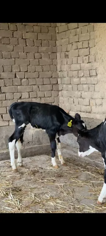 sut emdi buzoqchalar (galshteyn) sotiladi — фото 4