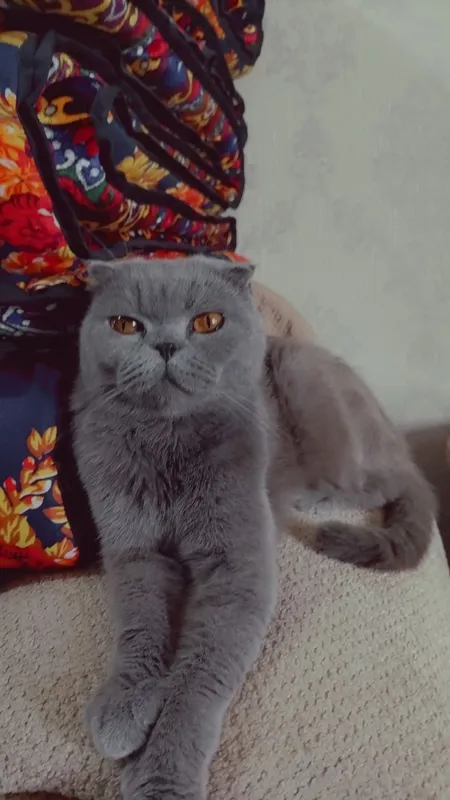 Британский шиншилла вязка — фото 2