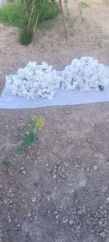 Хитой суний гуллари