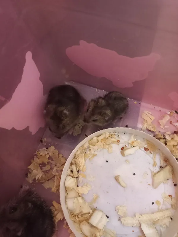 Джунгарские хомяки