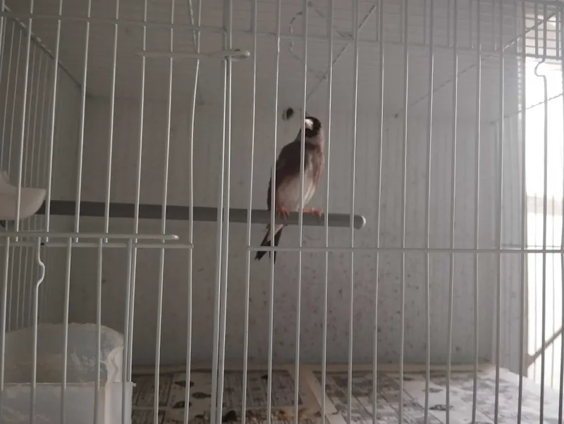 Продам птицу щегол певчий