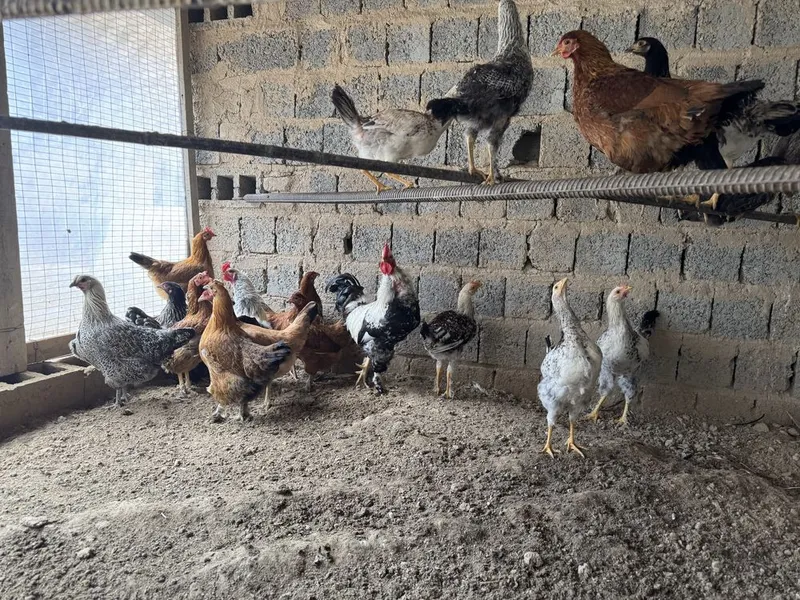 Продаётся домашний петухи и куры 4 Продаётся домашний петухи и куры 4