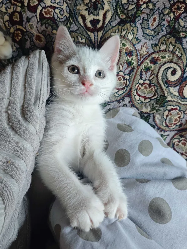 Белого котёнка в добрые руки! 2