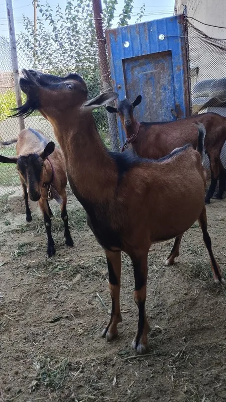 Зотдор така эчкиларни кочиришга 1