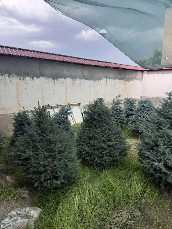 Голубая ель , сосновая елка , росла в ташкенте — фото 1