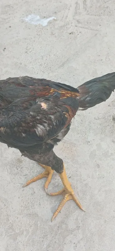 Dakan jo'ja xoroz sotlad 3 Dakan jo'ja xoroz sotlad 3