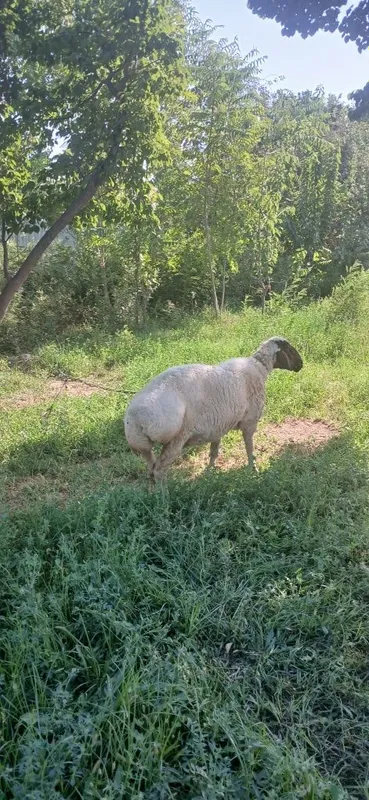 Ката бадани бакуват куй 3 Ката бадани бакуват куй 3