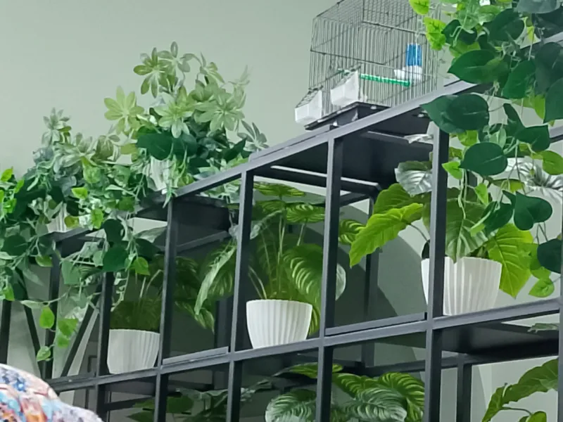 gullar darahtlar sotiladi sakura kala atrgul продается цвети и дерево — фото 5