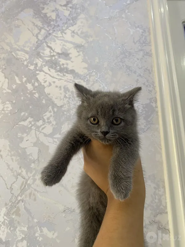 British Shorthair 1 British Shorthair 1