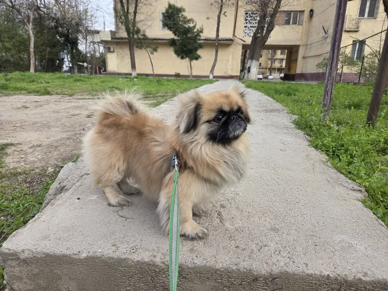Пекинес ищет подругу — фото 2