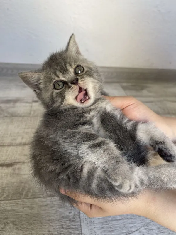 Продается пародистые котята — фото 3