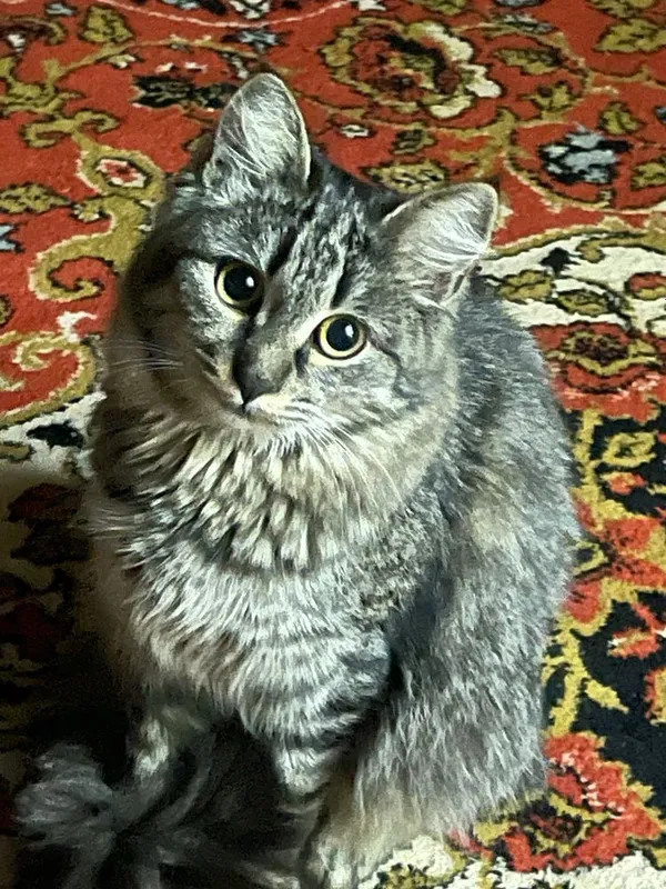 Sibirskiy mushugimiz vyaskaga…