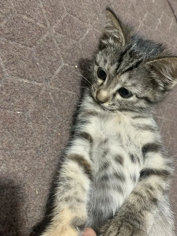 Отлам 2 котенка в хорошие руки — фото 2