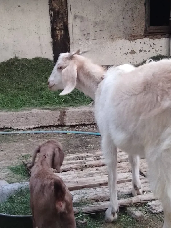 Коза пародистая 1