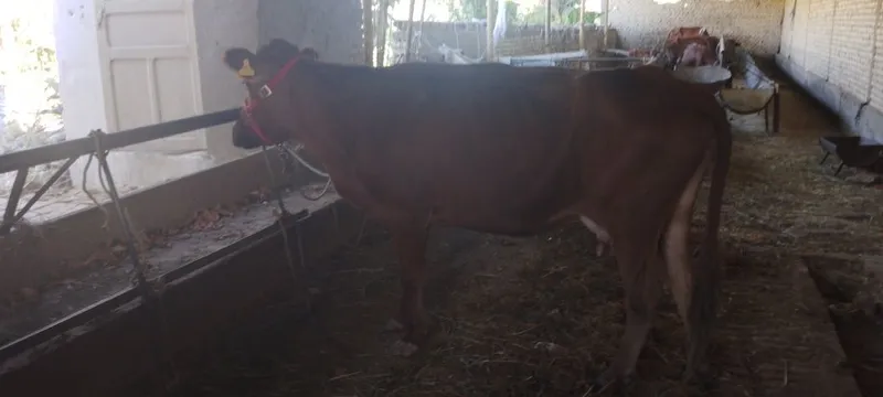 Mari sigir srochniyga sotiladi kafolati bilan sogʻlom 3