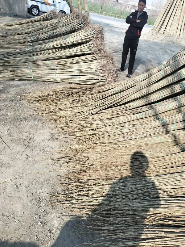 Terak kuchat sifatli arzon narhlarda — фото 1