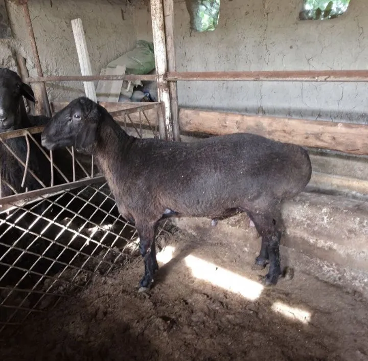 Yosh Qoʻchqorlar