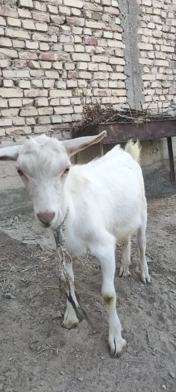 Zotli zanin takachalar sotiladi 6