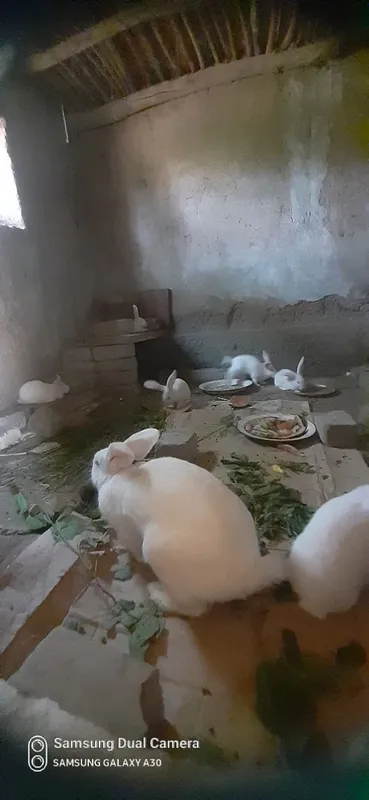 Quyon sotiladi 5ta bolasi bilan 2 Quyon sotiladi 5ta bolasi bilan 2