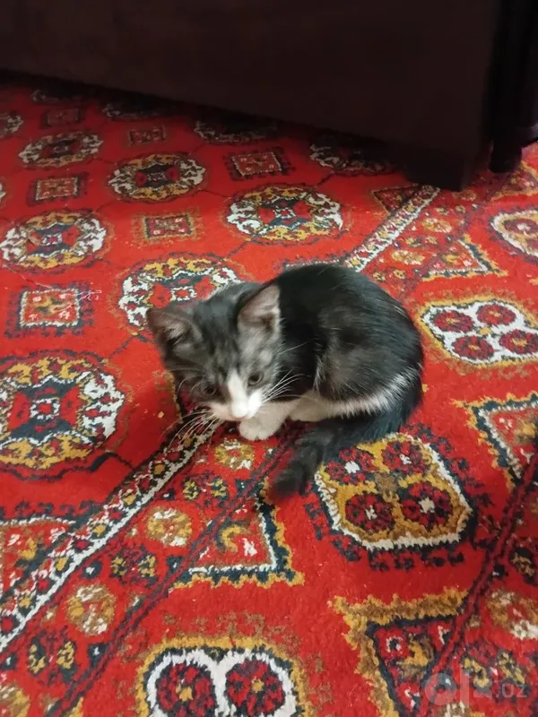 Chiroyli mushuklar bor zotdor emas 2 Chiroyli mushuklar bor zotdor emas 2