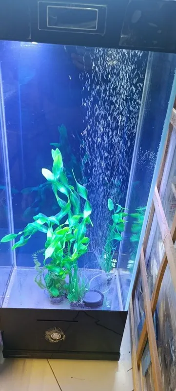Akvarium yengi baliqlar 3 Akvarium yengi baliqlar 3