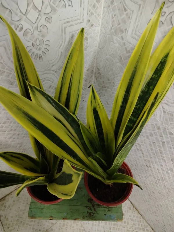 Продам цветы, Gullar sotiladi, Низкие цены — фото 3
