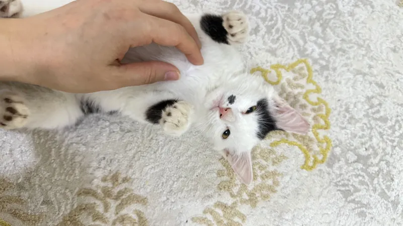 Отдам котенка БЕСПЛАТНО !!! 2 Отдам котенка БЕСПЛАТНО !!! 2